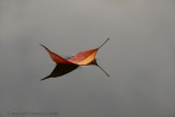 Floating Leaves Color
