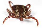 Dog or wood tick (Dermacentor variabilis)