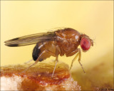 Flies (Unusual)