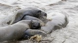 Making More Manatees