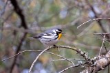Yellow-throated Warbler