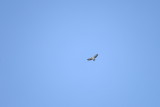 Short-tailed Hawk