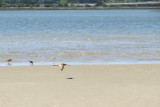 Marbled Godwit