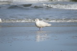 Iceland Gull