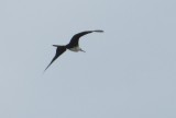 Magnificent Frigatebird