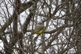 Western Kingbird