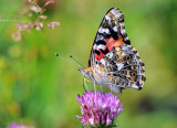 Belle dame / Painted Lady