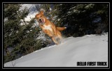 My dog Bella - mon chien Bella