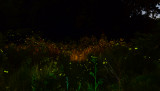 the magic of fireflies.