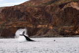 Hampback whales