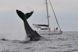 Hampback whale
