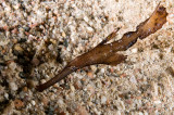 Robust Ghostpipefish (Solenostomus cyanopterus) 