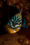 Cardinal fish with eggs