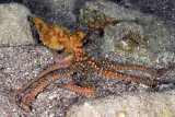 long armed octopus