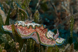 Glossodoris cincta 