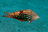 Red Sea Leopard Wrass