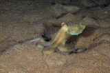 Nocturnal Octopus (Unrecognized)