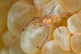 Bubble Coral Shrimp