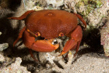 Variable coral crab 