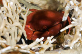 Variable Coral Crab 