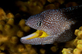 Yellow Mouth Morat Eel