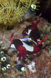 Mating nudibranch