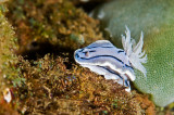 Nudibranch