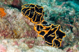 Mating nudibranch