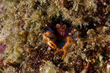 Bug Eye Squat Lobster
