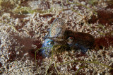 Mating Bobtail Squid