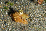 Coconut Octopus (Amphioctopus marginatus)