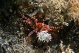 Pom-Pom Crab (Lybia tesselata)