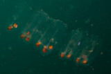 Unidentified cephalopod inside a tunicate 