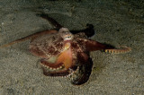 Coconut Octopus (Amphioctopus marginatus)