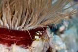 Tube Anemone with Squat Shripm