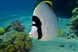 Lined Butterflyfish