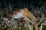 Hooded Cuttlefish