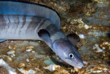 Longfin African Conger 