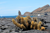 Lava Cactus