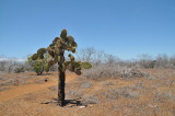 Cactus at  Dragon Hill (Cerro Dragon)