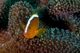 Yellow clownfish (Amphiprion sandaracinos)