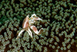  Porcelain Crab