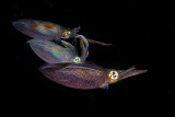 Reef Squids