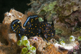 Painted Frogfish