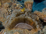 Anemone with Anemone fish