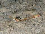 Common Prawn