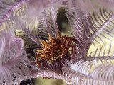 Feather star Crab 