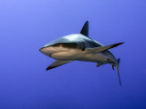 Grey Reef Shark ((Carcharhinus Amblyrhynchos)