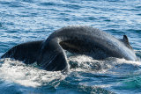 Whale calf diving animated gif