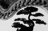 jbtq bonsai20bwi.jpg